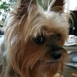 Meet your Posher, Renee